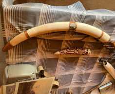 (H 17- S/OORD)- DECORATIVE TUSKS- R TBC